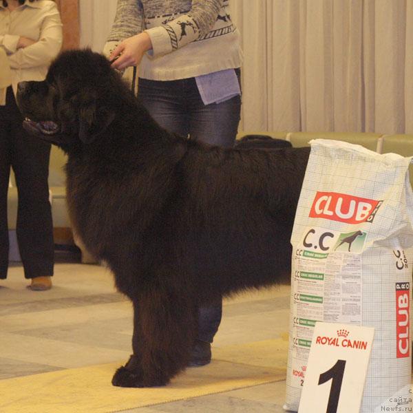 Фото: ньюфаундленд Fairweathers Italien Style