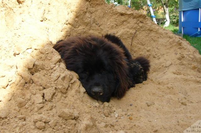 Фото: ньюфаундленд Toptyijka Nord (Топтыжка Норд)