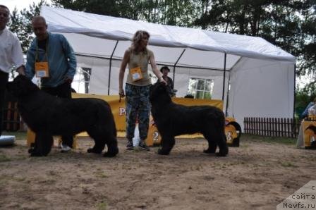 Фото: ньюфаундленд Aquatoriya Kelvin Inspirit Life (Акватория Келвин Инспирит Лайф), ньюфаундленд Istoria Lubvi iz Tihogo Omuta (История Любви из Тихого Омута)