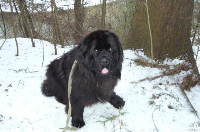 Фото: ньюфаундленд Toptyijka Nord (Топтыжка Норд)