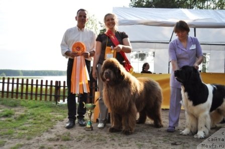 Фото: ньюфаундленд Komandor iz Medvej'ego YAra (Командор из Медвежьего Яра)