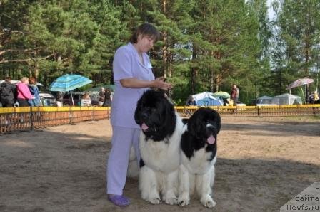 Фото: ньюфаундленд Super Premium Zhodo Ferolli (Супер Премиум Жодо Феролли), ньюфаундленд Super Premium Zheneva (Супер Премиум Женева)