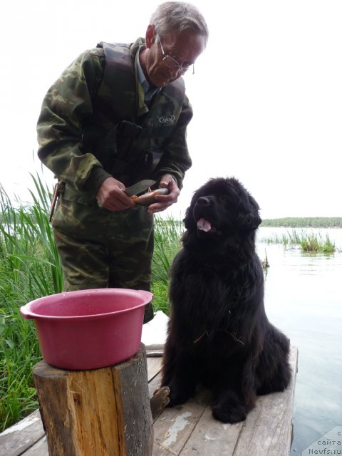 Фото: Фарид Хасанович, ньюфаундленд Rafayella Brillians CHernaya Jemchujina (Рафаэлла Бриллианс Черная Жемчужина)