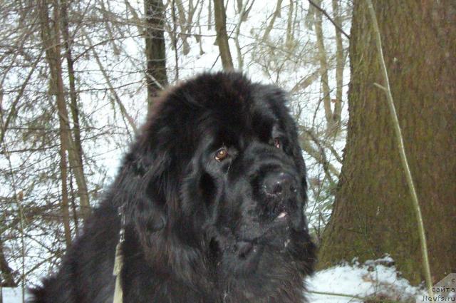 Фото: ньюфаундленд Toptyijka Nord (Топтыжка Норд)