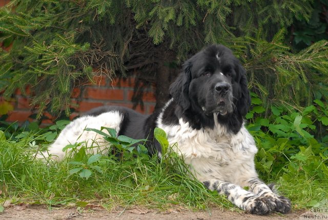 Фото: ньюфаундленд Sent Djons Peppi Dlinny Chulok (Сент Джонс Пеппи Длинный Чулок)