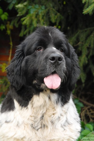 Фото: ньюфаундленд Sent Djons Peppi Dlinny Chulok (Сент Джонс Пеппи Длинный Чулок)