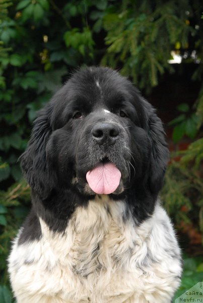 Фото: ньюфаундленд Sent Djons Peppi Dlinny Chulok (Сент Джонс Пеппи Длинный Чулок)