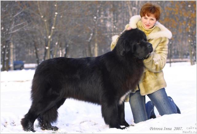 Фото: ньюфаундленд Jemchug Grand iz Unikal'noy Kollekcii (Жемчуг Гранд из Уникальной Коллекции), Irina Dolotova (Ирина Долотова)