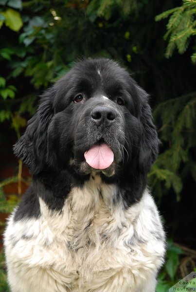 Фото: ньюфаундленд Sent Djons Peppi Dlinny Chulok (Сент Джонс Пеппи Длинный Чулок)