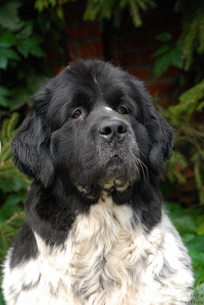 Фото: ньюфаундленд Sent Djons Peppi Dlinny Chulok (Сент Джонс Пеппи Длинный Чулок)