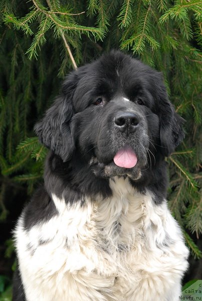 Фотография № 77045