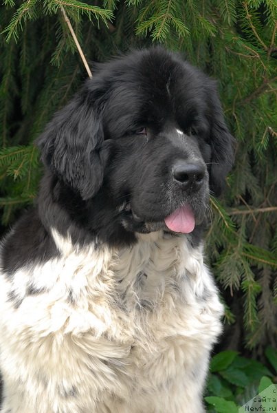 Фото: ньюфаундленд Sent Djons Peppi Dlinny Chulok (Сент Джонс Пеппи Длинный Чулок)