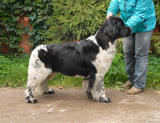 Фото: ньюфаундленд Sent Djons Peppi Dlinny Chulok (Сент Джонс Пеппи Длинный Чулок)