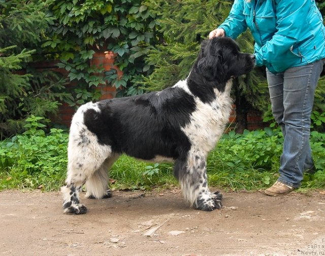 Фото: ньюфаундленд Sent Djons Peppi Dlinny Chulok (Сент Джонс Пеппи Длинный Чулок)