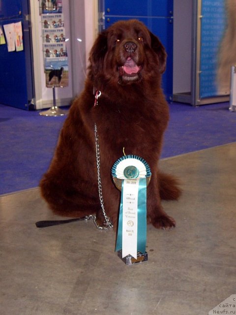 Фото: ньюфаундленд YUtta s Berega Dona (Ютта с Берега Дона)