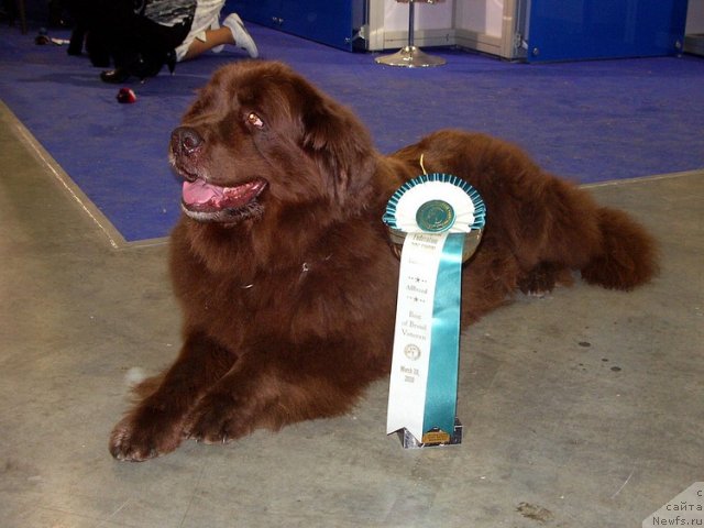 Фото: ньюфаундленд YUtta s Berega Dona (Ютта с Берега Дона)