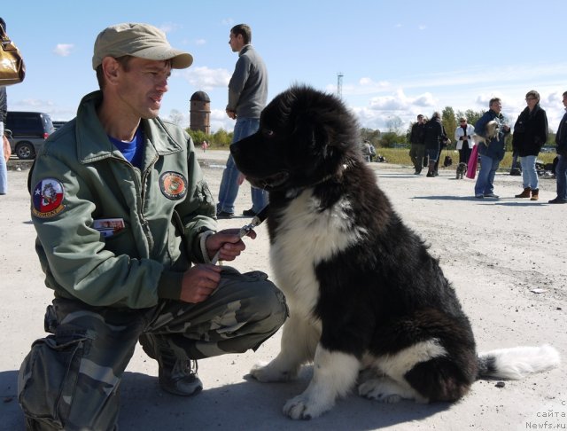 Фото: ньюфаундленд Super Premium Zanzibar (Супер Премиум Занзибар)