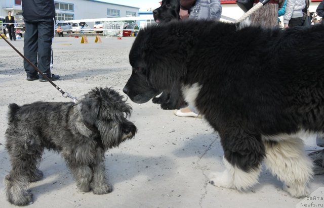 Фото: ньюфаундленд Super Premium Zanzibar (Супер Премиум Занзибар)