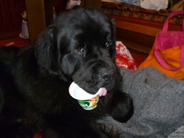 Фото: ньюфаундленд Restayling From SHipmyen (Рестайлинг Фром Шипмэн)