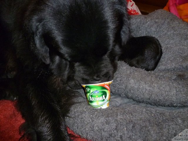 Фото: ньюфаундленд Restayling From SHipmyen (Рестайлинг Фром Шипмэн)