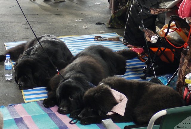 Фотография № 77063