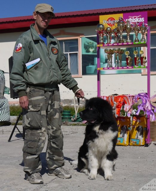 Фото: ньюфаундленд Super Premium Zanzibar (Супер Премиум Занзибар)