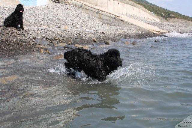 Фото: ньюфаундленд Beguschaya po Volnam Zero Kool (Бегущая по Волнам Зеро Коол)