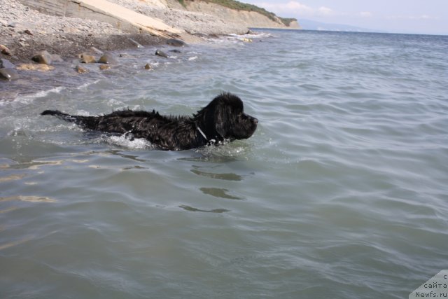 Фото: ньюфаундленд Beguschaya po Volnam Zero Kool (Бегущая по Волнам Зеро Коол)