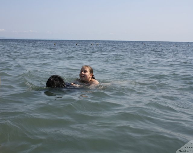 Фото: ньюфаундленд Beguschaya po Volnam Zero Kool (Бегущая по Волнам Зеро Коол), и Даша