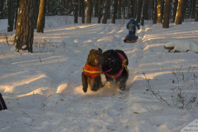 Фото: ньюфаундленд Lesnaya Skazka Izol'da (Лесная Сказка Изольда), ньюфаундленд Ygan s Toyanova Gorodka (Юган с Тоянова Городка)