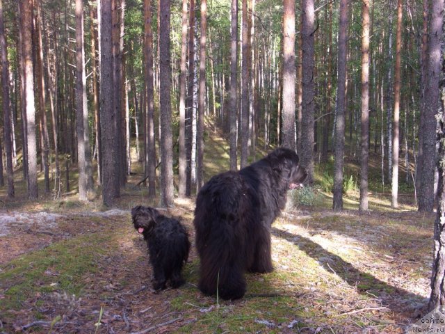 Фото: ньюфаундленд Akin Soul Sofiya (Акин Соул София), Фрося