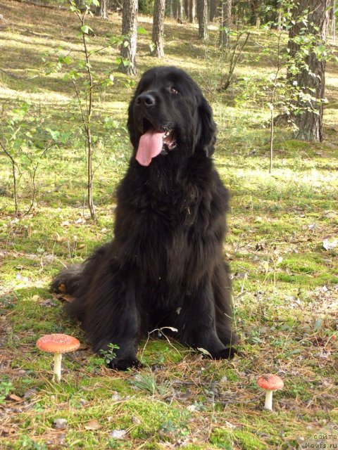 Фото: ньюфаундленд Baryishnya (Барышня)