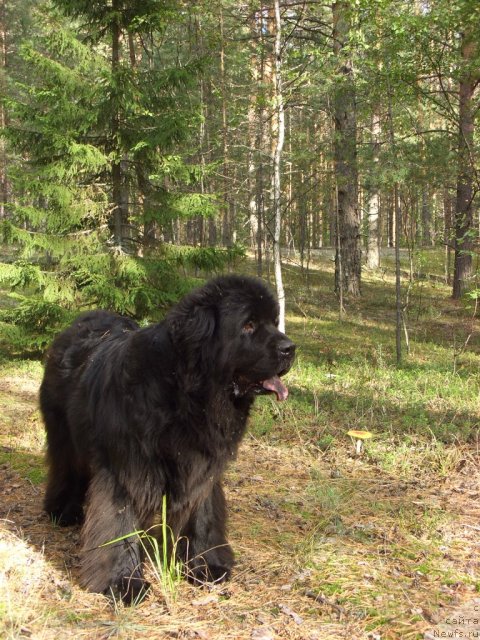 Фото: ньюфаундленд Akin Soul Sofiya (Акин Соул София)