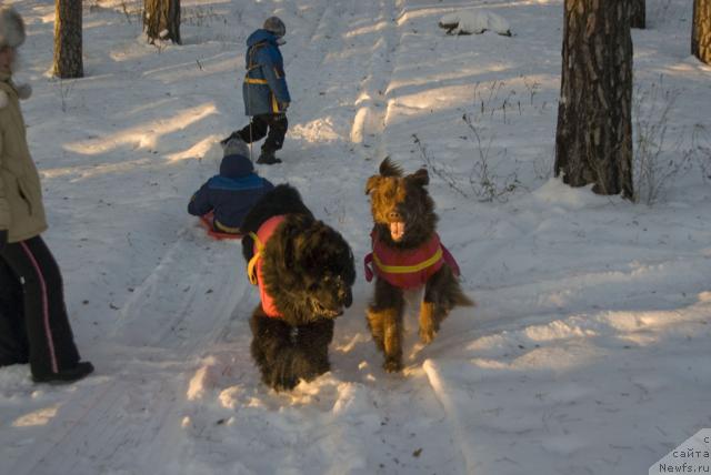 Фото: ньюфаундленд Ygan s Toyanova Gorodka (Юган с Тоянова Городка), ньюфаундленд Lesnaya Skazka Izol'da (Лесная Сказка Изольда)