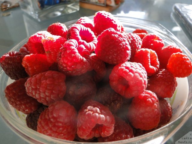 Фотография № 77083