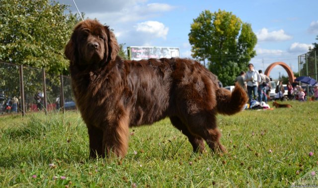 Фото: ньюфаундленд Paloma Morning Star Almas-Alana