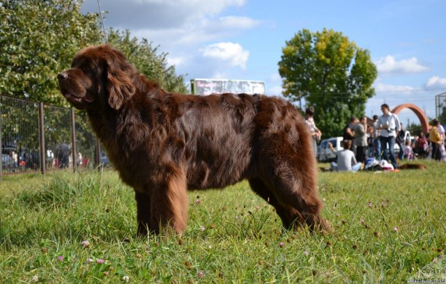 Фото: ньюфаундленд Paloma Morning Star Almas-Alana