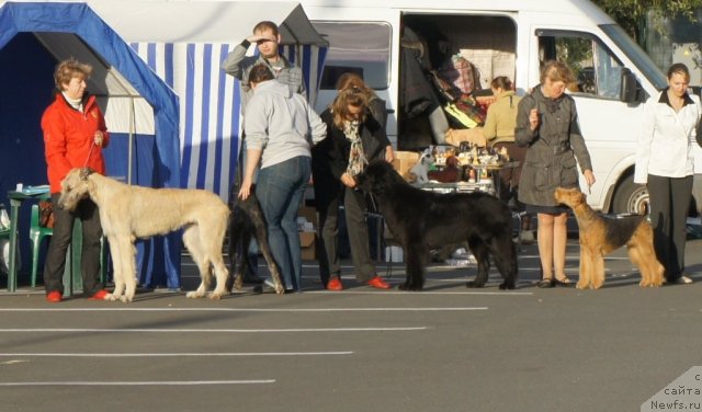 Фото: ньюфаундленд Smigar Greyt Saksyes (Смигар Грейт Саксэс)