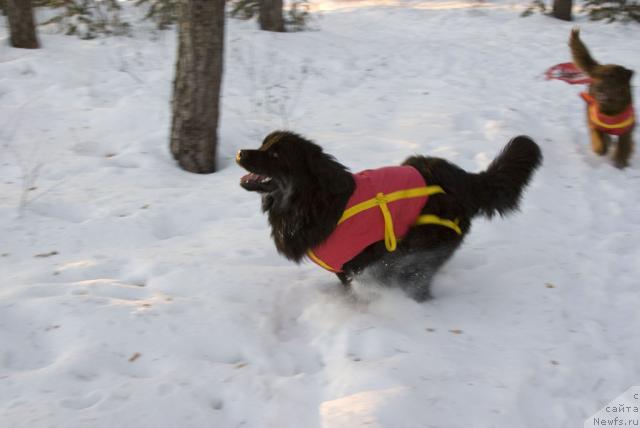 Фото: ньюфаундленд Ygan s Toyanova Gorodka (Юган с Тоянова Городка)