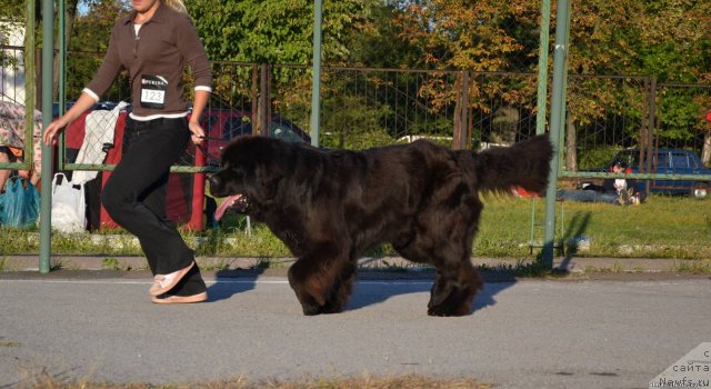 Фото: ньюфаундленд Medved Morning Star Almas-Alana