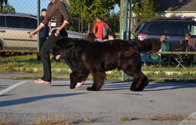 Фото: ньюфаундленд Medved Morning Star Almas-Alana