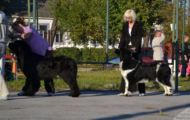 Фото: ньюфаундленд Look At Your Self Mister Newf, ньюфаундленд Armani Van Zebr Super Mishka