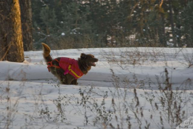 Фото: ньюфаундленд Lesnaya Skazka Izol'da (Лесная Сказка Изольда)