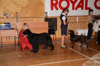 Фото: ньюфаундленд Akvatoriya Kelvin Oushen Drim (Акватория Келвин Оушен Дрим)