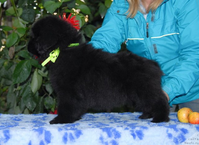 Фото: ньюфаундленд Sent Djons SHarlotta (Сент Джонс Шарлотта)