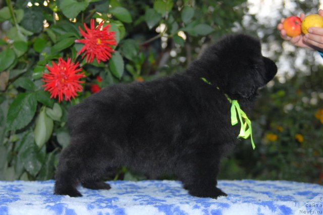 Фото: ньюфаундленд Sent Djons SHarlotta (Сент Джонс Шарлотта)