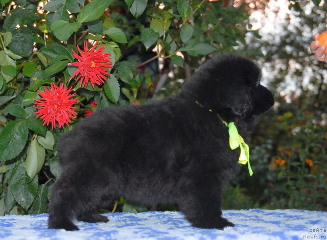 Фото: ньюфаундленд Sent Djons SHarlotta (Сент Джонс Шарлотта)