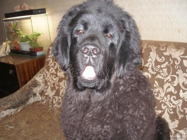 Фото: ньюфаундленд CHelendjer (Челенджер)