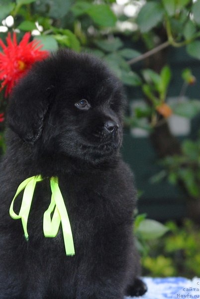 Фото: ньюфаундленд Sent Djons SHarlotta (Сент Джонс Шарлотта)