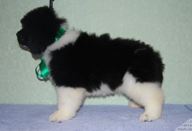 Фото: ньюфаундленд CHudesnyiy Dar ot Sibirskogo Medvedya (Чудесный Дар от Сибирского Медведя)